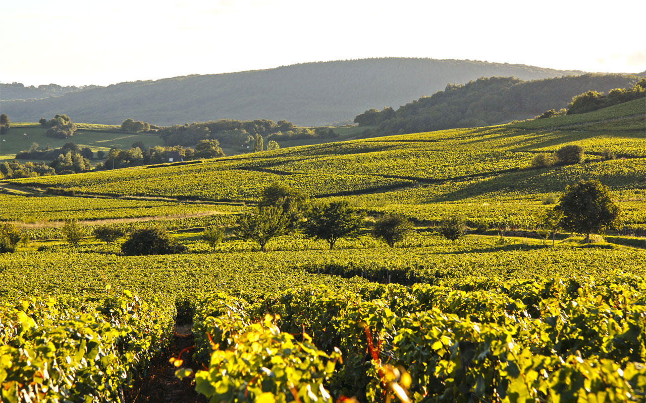 vignoble_bourgogne_3.jpg