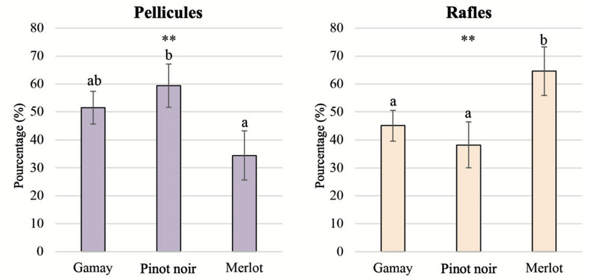 astibiline pellicules rafles raisins vin