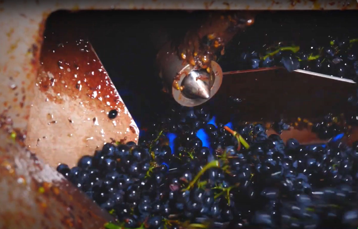 éraflage érafloir raisin