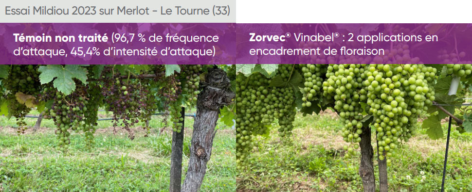 essai vigne anti mildiou zorvec vinabel