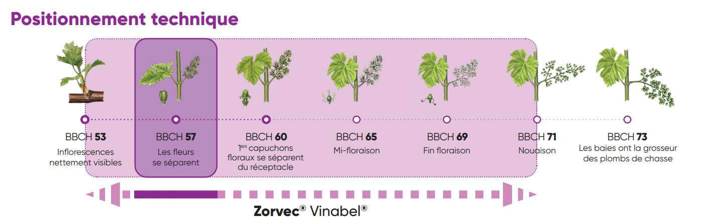 zorvec vinabel anti mildiou vigne utlisation bbch