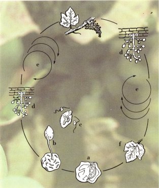 cycle du mildiou de la vigne