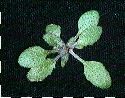 Arabette de Thalius plantule