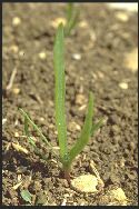 plantule Plantain lancéolé