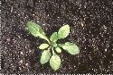 plantule Réséda jaune