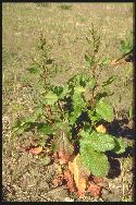 plante adulte Rumex à feuilles obtuses