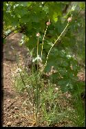 plantule Ail des vignes