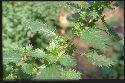 plante adulte Ortie brûlante