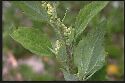 plante adulte Chénopode blanc