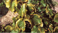 Carence en Potassium de la vigne