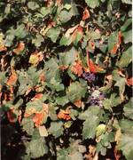 Rougeot parasitaire Vigne