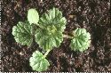 plantule Lamier amplexicaule