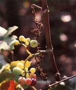 Rougeot parasitaire Vigne grappe raisin