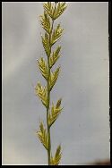 plante adulte Ray-grass d' Italie