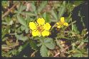 plante adulte Potentille rampante