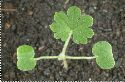 plantule Géranium mou