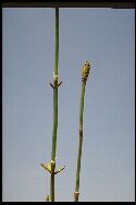 plante adulte Prêle rameuse