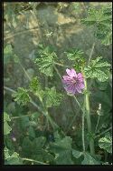 plante adulte Mauve sylvestre