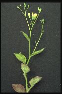 plante adulte Lampsane commune