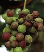 mildiou sur grappe de vigne