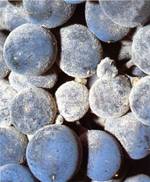 effet de l'oidium de la vigne sur la grappe de raisin