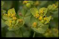 euphorbe dentee plante vigne