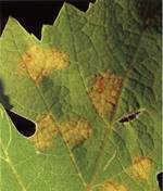 mildiou de la vigne sur feuille de vigne