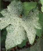 Oïdium de la vigne sur plantule