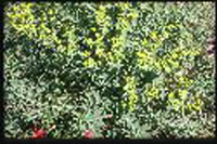 plantule euphorbe dentee maladie vigne