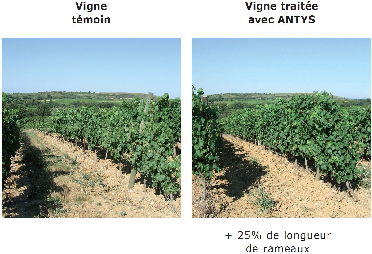 Photo résultats ANTYS 15 ET K CABERNET.pdf - Adobe Acrobat Pro