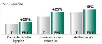 Relance de la vigne cepage Grenache