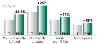 relance de la vigne cepage syrah