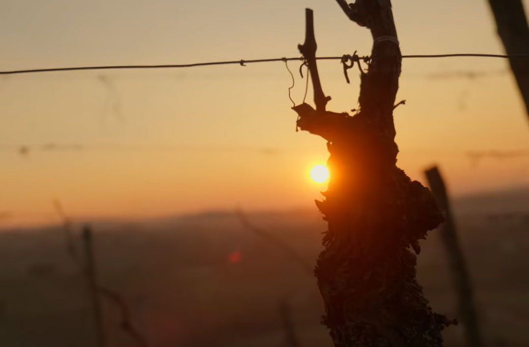 Fertilisation vigne en sortie d'hiver