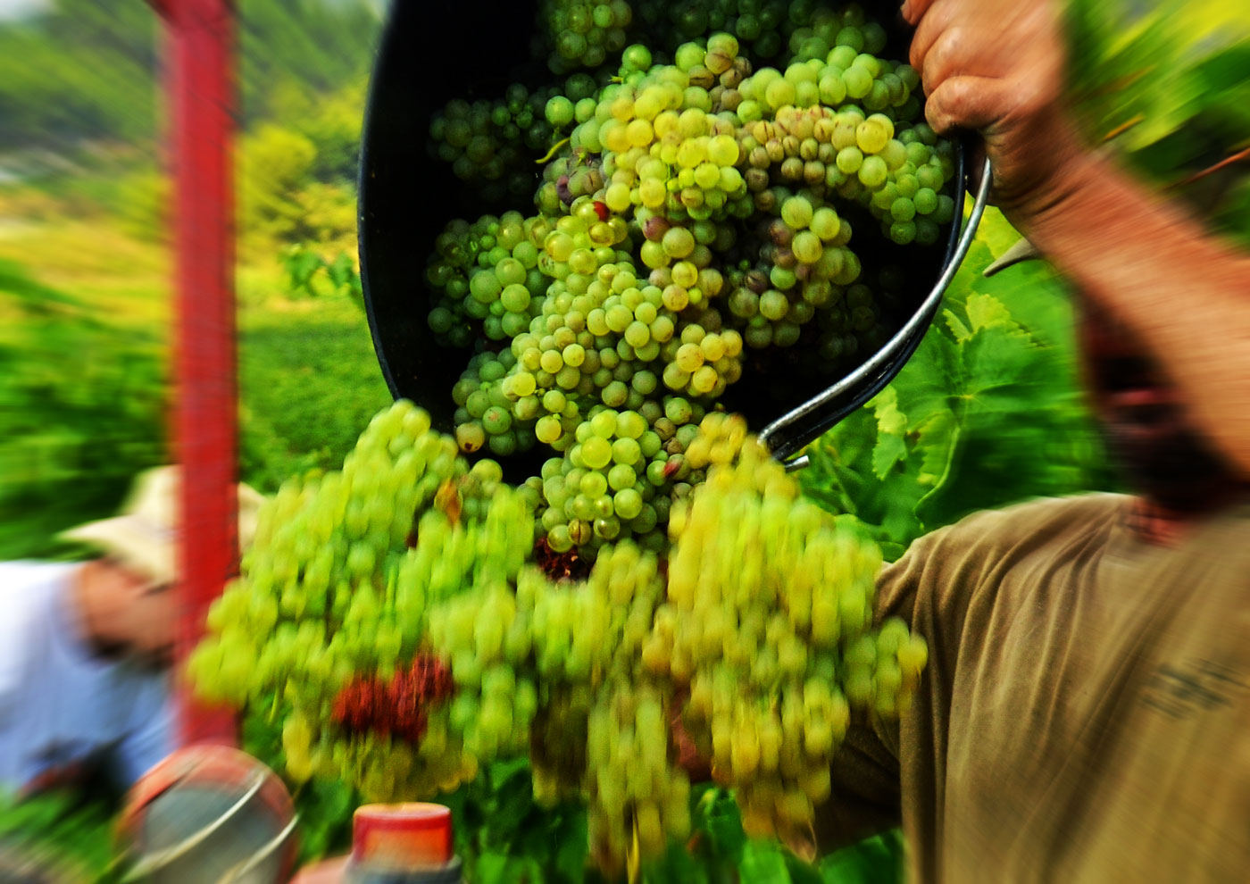 Vendanges Precoces - photo Angela Llop