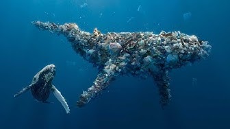 video emballages carton vins sk