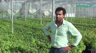 video pepiniere vigne viticole mercier