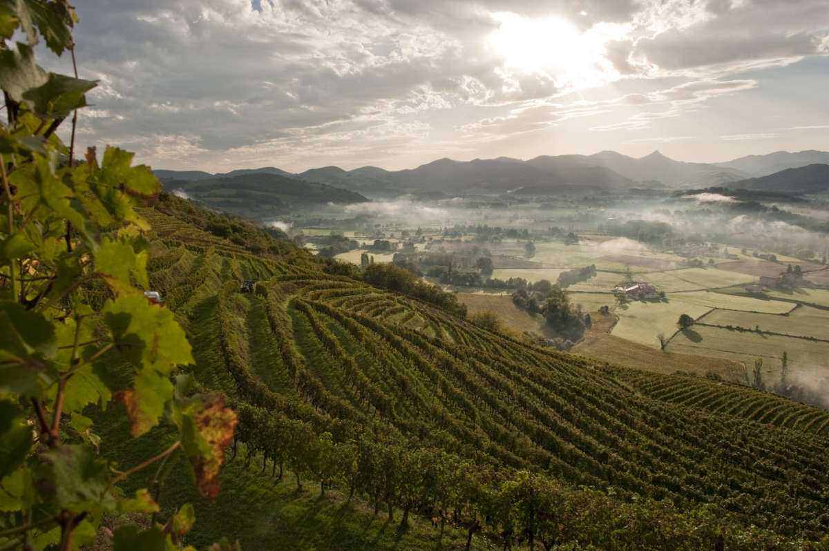 Vignoble vin du Sud-Ouest